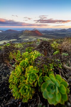 Picturesque volcanic landscape with volcanic craters and lava fields at sunrise, succulent (Aeonium arboreum), Caldera Colorada volcano, Parque Natural de Los Volcanes, Lanzarote, Canary Islands, Spain
