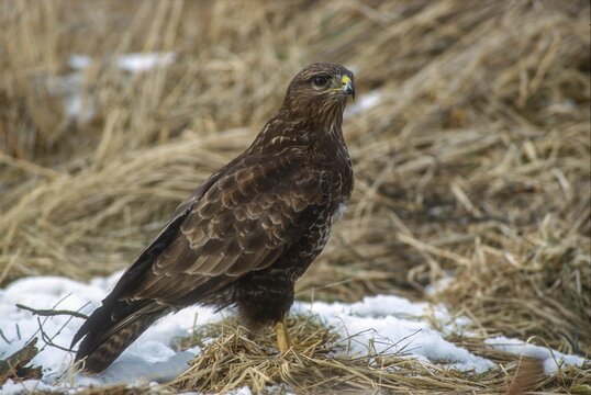 Accipitriformes, Buteo Buteo, Buzzard, Buzzard, Birds of Prey, Raptors, Birds, Birds, Winter