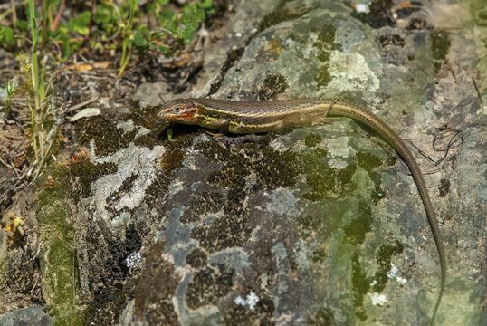 Algerian Sand Racer, Algerian Sandstrider, Psammodromus Algirus, Critters, Lizards, Extremadura, Reptilia, Reptilia, Reptiles, Sleep, Spain