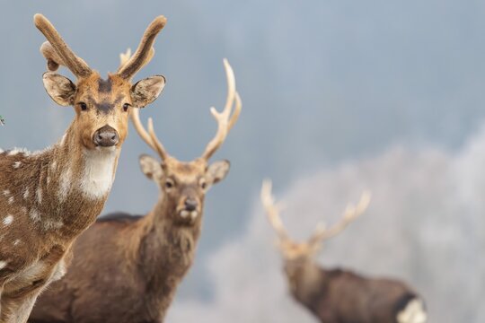 An Axis deer stag (Axis axis) and two Japanese sika deer stags (Cervus nippon nippon) stand on a meadow on a cold winter morning watching the photographer attentively. Frosted trees can be seen in the background