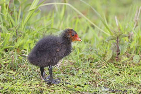 Eurasian Coot, Coot Rail, (Fulica atra), chick in the shore vegetation, D&uuml;mmer, Lake D&uuml;mmer, Ochsenmoor, H&uuml;de, Lower Saxony, Germany