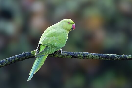 Rose-ringed parakeet (Psittacula krameri) on a branch, wildlife, Germany