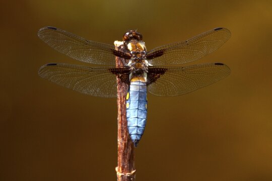 Broad-bodied Chaser dragonfly (Libellula depressa)