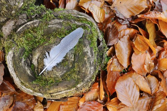 Wood Pigeon (Columba palumbus), feather with a drop of water in autumn, North Rhine-Westphalia, Germany