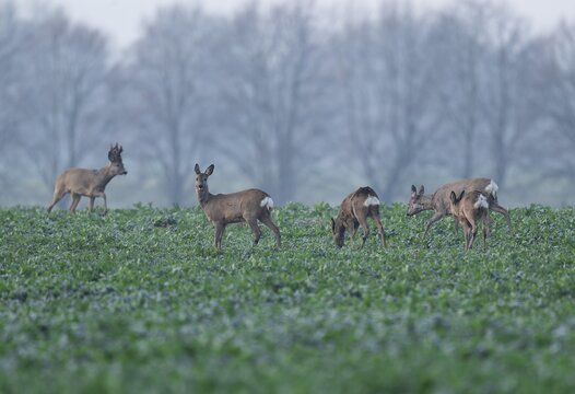 European roe deers (Capreolus capreolus), a group, a jump, in a field, wildlife, Thuringia, Germany
