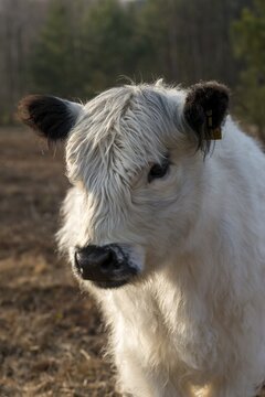 Artiodactyla, Bos Taurus sspec.4, cattle, even-toed ungulate, galloway cattle, galloway cattle, cloven-hoofed, domesticated animals, extensive grazing, pet, heather care, high size, portrait format, mammals, cattle, mammals