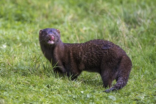 Mink (Neogale vison), L&uuml;neburg Heath, Lower Saxony, L&uuml;neburg Heath, Lower Saxony, Germany