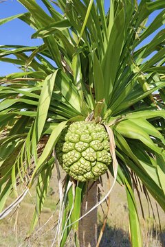 Pandanus fruit, Fiji, South Pacific islands