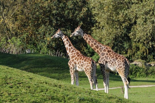 A male Rothschild's Giraffe (Giraffa camelopardalis camelopardalis) tenderly sniffs a female. A green forest can be seen in the background