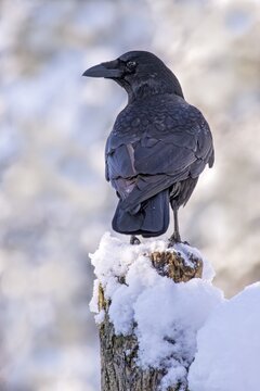 Carrion crow (Corvus corone corone) on a tree stump in winter, Terfens, Tyrol, Austria