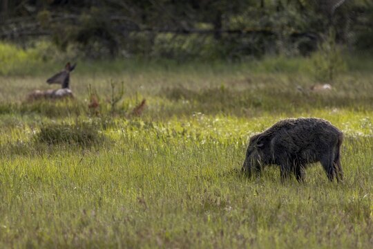 A peaceful coexistence between wild boar (Sus scrofa) and red deer (Cervus elaphus) in a forest meadow, early summer, peaceful, encounter, June, Denmark