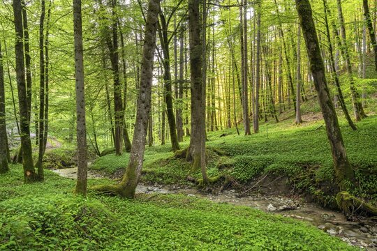 Ramsons (Allium ursinum) in the forest, Gro&szlig;gmain, Salzburg, Austria