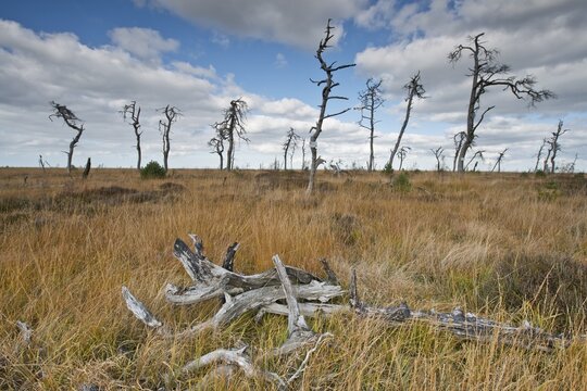 Dead pines in a bog (Pinus sylvestris), High Fens, Belgium