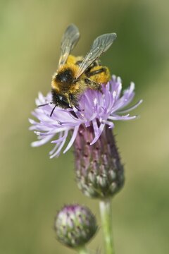 Honey bee (Apis mellifera), pollen-laden, Emsland, Lower Saxony, Germany