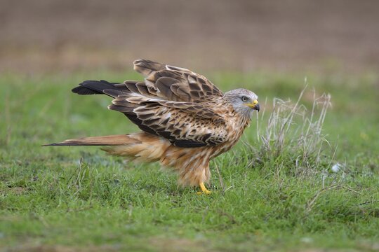 Red kite (Milvus milvus), landing in a meadow, Extremadura, Spain