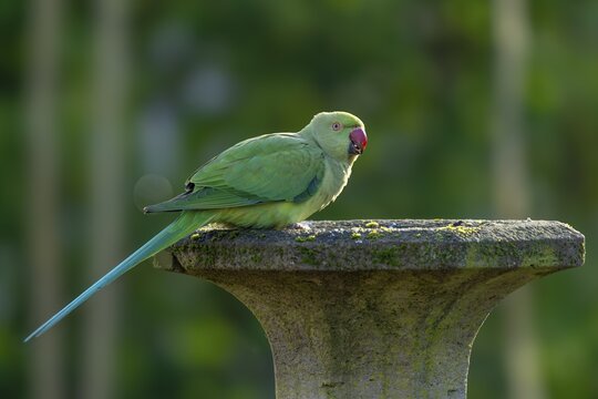 Rose-ringed parakeet (Psittacula krameri) at a drinking trough, wildlife, Germany