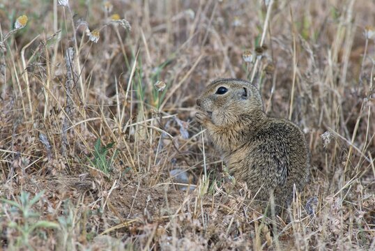 Citellus citellus, European ground squirrel, common ground squirrel, rodents, rodentia, Bulgaria, mammals, rodents, mammals, ground squirrels