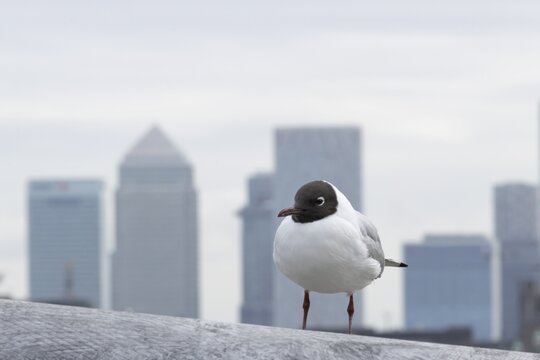 Black headed gull (Chroicocephalus ridibundus) adult bird on the Millenium bridge with office block skyscrapers of Canary Wharf in the background, City of London, England, United Kingdom