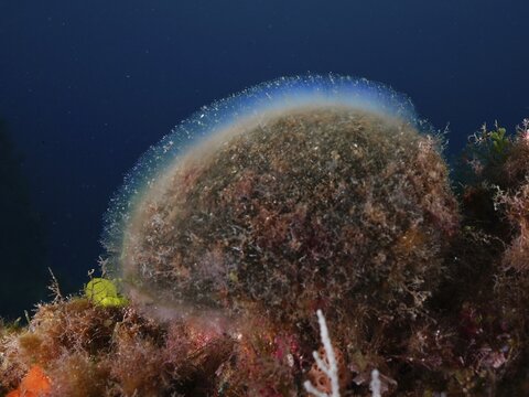 A shimmering structure, sea ball, ball algae (Codium bursa), algae, deep in the sea against a dark blue background, in the Mediterranean near Hy&egrave;res. Dive site Sec de la Jeaune Garde, Giens peninsula, Provence Alpes C&ocirc;te d'Azur, France