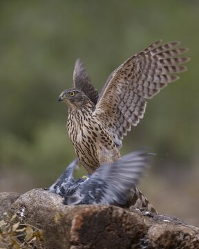 Northern goshawk (Accipiter gentilis), in juvenile plumage, Red Goshawk, on tree stump with prey, flapping wings, Extremadura, Spain