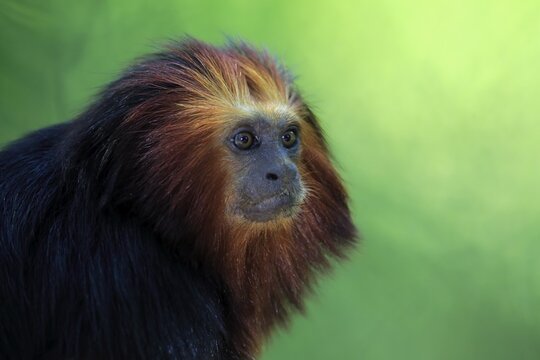 Golden-headed lion tamarin (Leontopithecus chrysomelas), animal portrait, captive