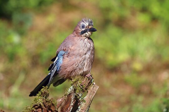 Eurasian jay (Garrulus glandarius) sitting wet on a branch, Hesse, Germany