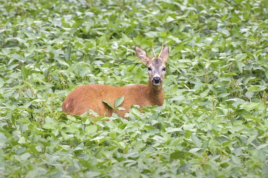 European roe deer (Capreolus capreolus), male, standing on an area with soybeans, Limbach, Burgenland, Austria