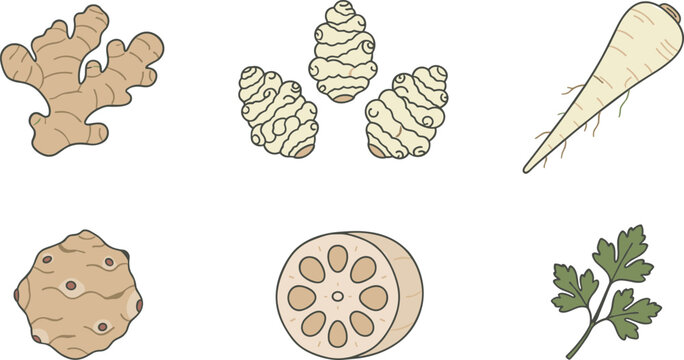 Vector cartoon illustration set of organic root vegetables including ginger jerusalem artichoke parsnip celeriac lotus root and fresh parsley leaves