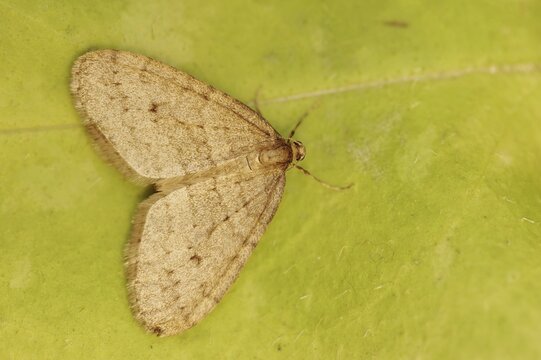 Winter moth (Operophtera brumata), male, North Rhine-Westphalia, Germany