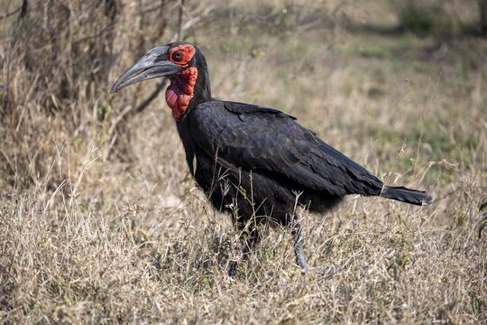 Southern ground hornbill (Bucorvus leadbeateri), Red-cheeked Hornbill, Southern Hornbill or Kaffir Hornbill, Kruger National Park, South Africa