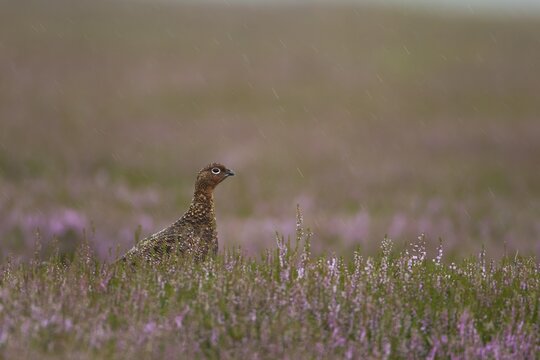 Red grouse (Lagopus lagopus scotica) adult female bird on a Summer moorland in flowering Heather plants during a rain storm, Yorkshire, England, United Kingdom