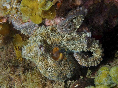 Octopus, common octopus (Octopus vulgaris), with visible tentacles, hiding in a hollow, dive site: El Cabron Marine Reserve, Arinaga, Gran Canaria, Spain, Europe, Atlantic Ocean