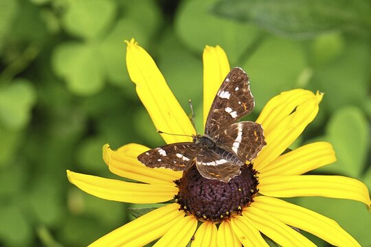 Map (Araschnia levana), summer generation, opened wings, on a flower of yellow coneflower (Echinacea paradoxa), in a natural environment in the wild, close-up, wildlife, insects, butterflies, butterflies, Wilnsdorf, North Rhine-Westphalia, Germany