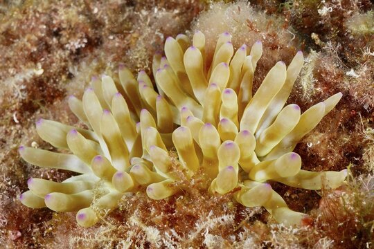 Underwater photograph of yellow coral-like structures with delicate tips, rock gold rose (Cribrinopsis crassa), in a natural marine environment. Dive site Marine reserve Cap de Creus, Rosas, Costa Brava, Spain, Mediterranean Sea