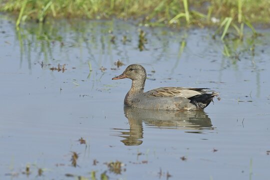 Gadwall (Mareca strepera), male, swimming on bog pond, spring, wildlife, H&uuml;de, Ochsenmoor, D&uuml;mmer See, H&uuml;de, Lower Saxony, Germany