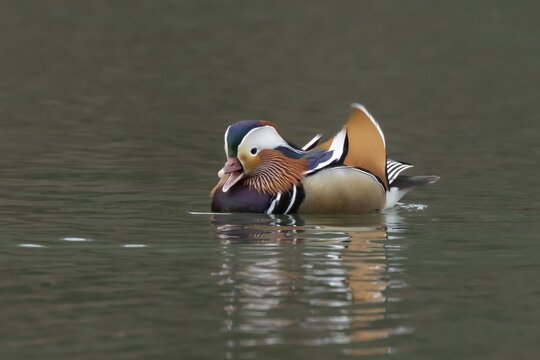 Mandarin duck (Aix galericulata) adult male bird calling or quacking on a lake, England, United Kingdom