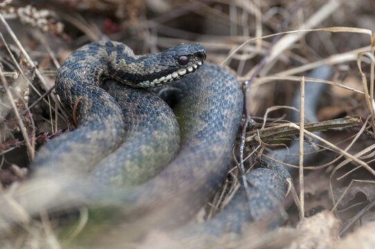 European adder, European viper, venomous snake, vipera berus, critters, poisonous reptilia, reptilia, snakes, snakes