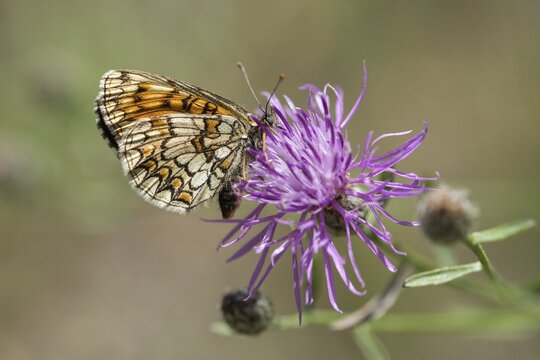 Common butterflies, heath fritillary, melitaea athalia, quail wheat moth, butterfly, insects, butterfly, butterflies, butterflies