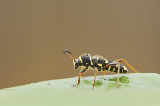 Real ram ram or wasp beetle (Clytus arietis), North Rhine-Westphalia, Germany