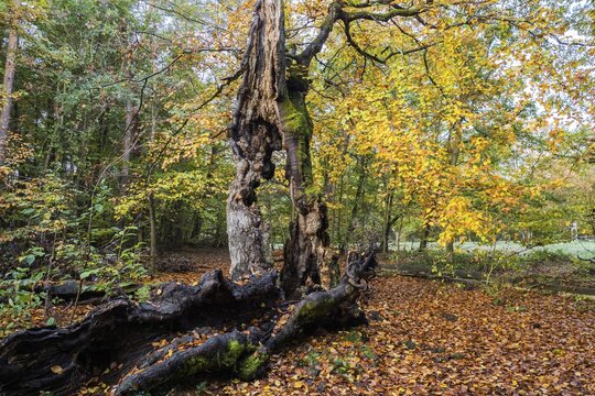 Old hute beech in autumn, Kellerwald, Hutewald Halloh near Albertshausen, Hesse, Germany