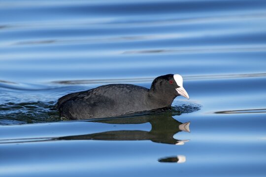 Common coot (Fulica atra), swims at the water, Reintaler-See, Tyrol, Austria