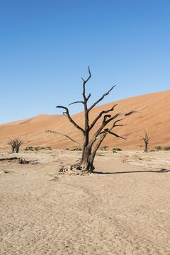 Dead tree in a dried-up salt and clay pan, Dead Pan, Sossusvlei, Namib Desert, Namibia