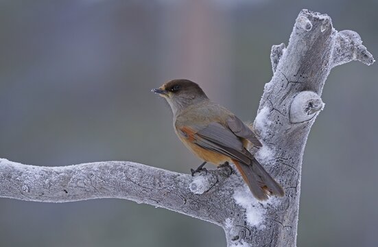 Siberian Jay (Perisoreus infaustus), Kuusamo, Finland
