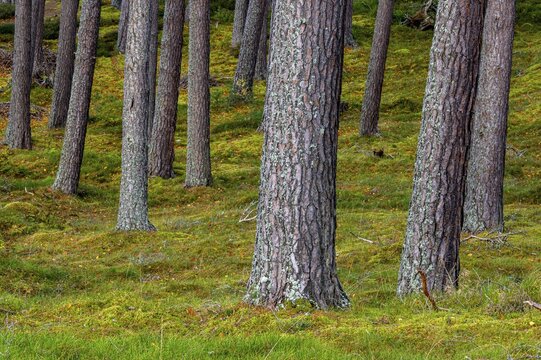 Pine (Pinaceae) in a forest in Scotland, Aviemore, Scotland, United Kingdom
