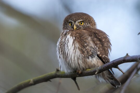 Glaucidium passerinum, pygmy owl, passerine owl, birds, owls, strigiformes, birds