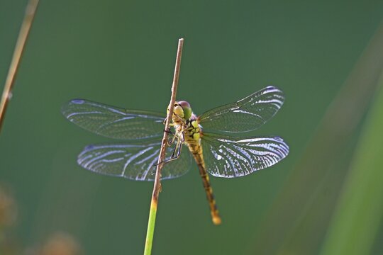 Young intact example of a Four-spotted Chaser (Libellula quadrimaculata), dragonfly