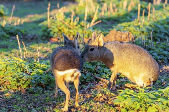 Two Patagonian maras (Dolichotis patagonum) meet and greet on a green meadow in late light. Patagonia, Argentina