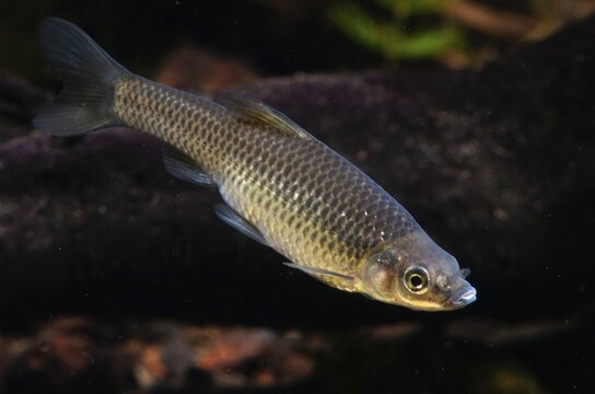 Blue ribbon bear, pseudorasbora parva, stone moroco, stone moroko, fish, fish, pisces, topmouth gudgeon