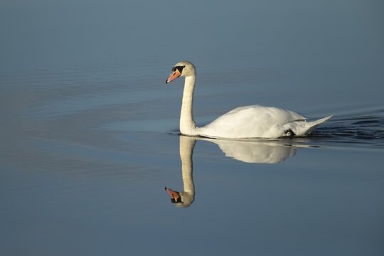 Mute swan (Cygnus olor) adult bird swimming on a lake, England, United Kingdom