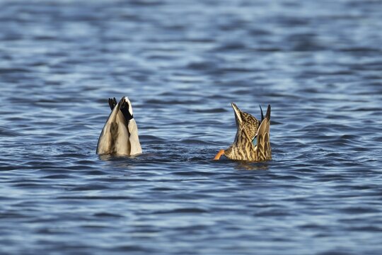 Mallard duck (Anas platyrhynchos) adult male and female two birds feeding or dabbling on a lake, England, United KIngdom